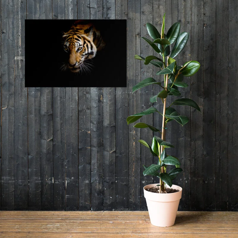 Bengal Tiger - Image 33